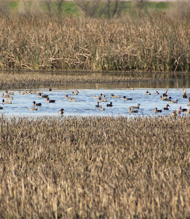 Yolo Bypass Wildlife Area 