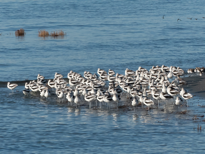 Elsie Roemer Bird Sanctuary
