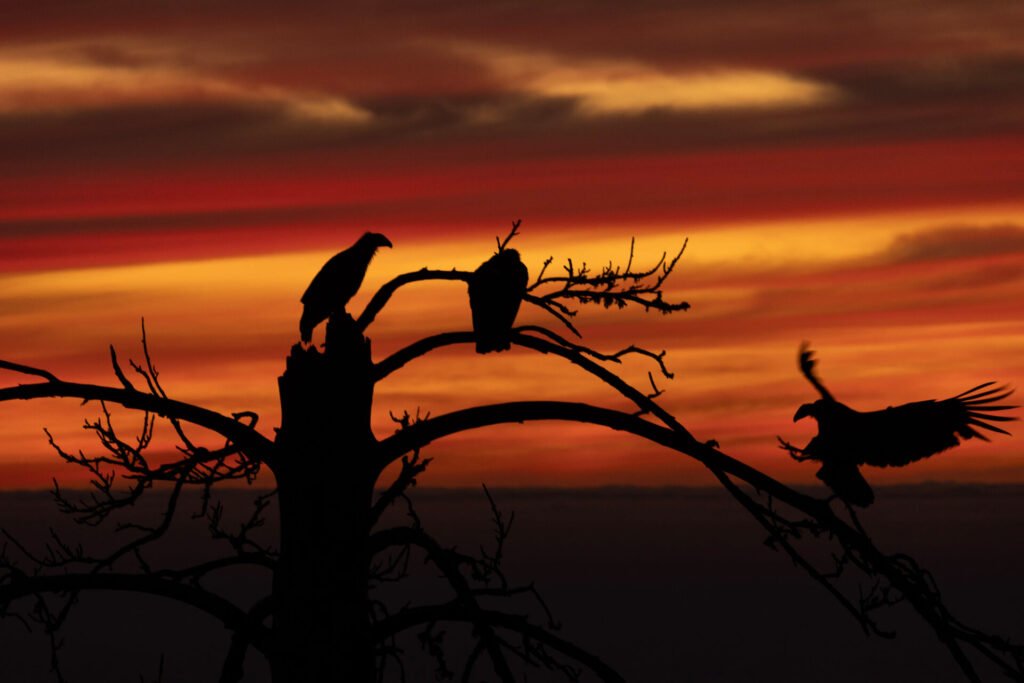 Update on Condor Recovery Program and Introducing “Ohlone”!