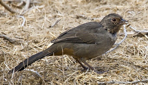Inyo County Towhee